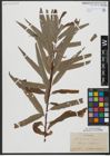 Foto von Salix viminalis L.
